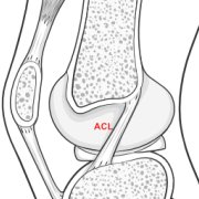 Illustration of the inside of the knee from the side.