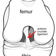 Illustration of the inside of the knee from the front.