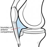 anterior-compartment-boundary.jpg