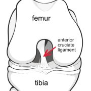 anterior-cruciate.png