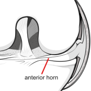 anterior horn of menicus