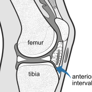 anterior interval