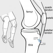 apophysis of tibial tubercle