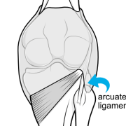 arcuate ligament at the back of the knee