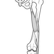 Illustration of the back of the knee, showing the two heads of the biceps femoris tendon.