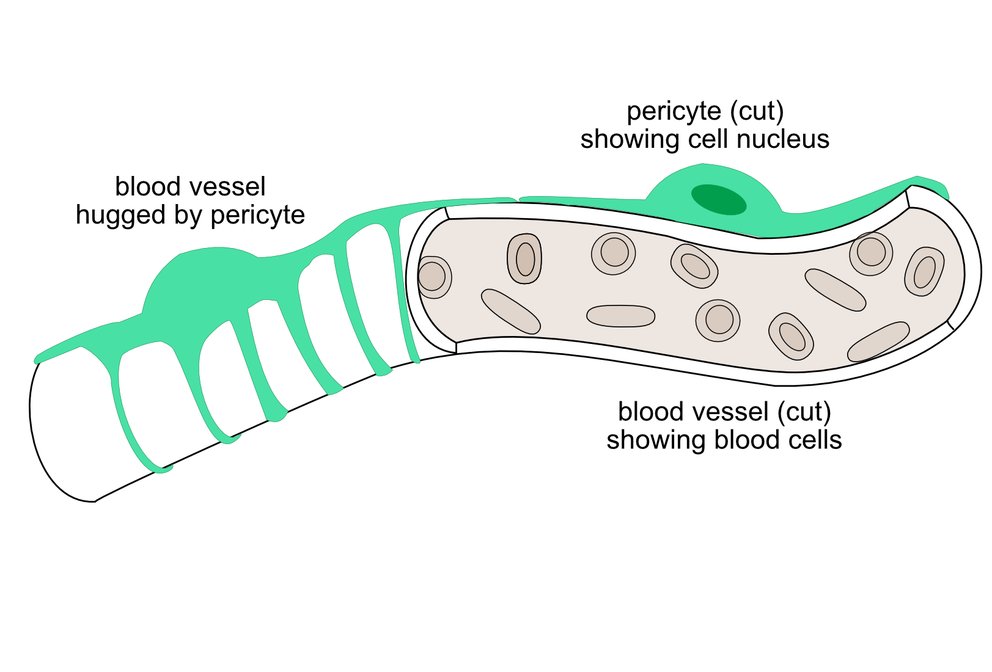 Illustration of a pericyte or mesenchymal stem cell hugging a blood vessel.