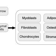 bone marrow derived stem cells