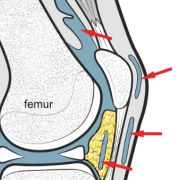 bursae of the knee
