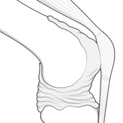 capsule of the knee - deflated