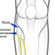 common peroneal nerve