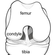 condyle of femur