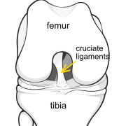 cruciate ligaments
