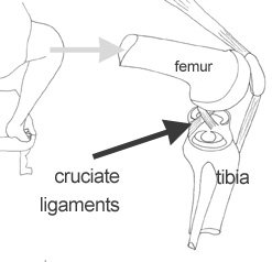 cruciate ligaments