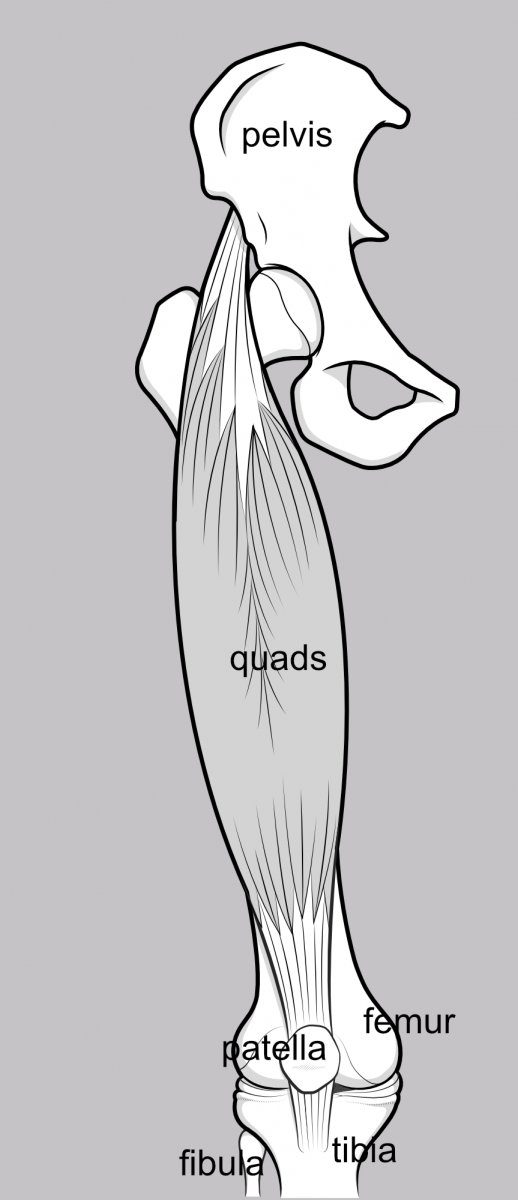Illustration of the whole extensor mechanism, showing the quads muscle attachments on pelvis and tibia.