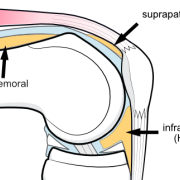 fat pads of the knee