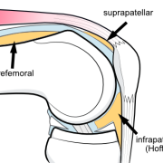 fat pads of the knee