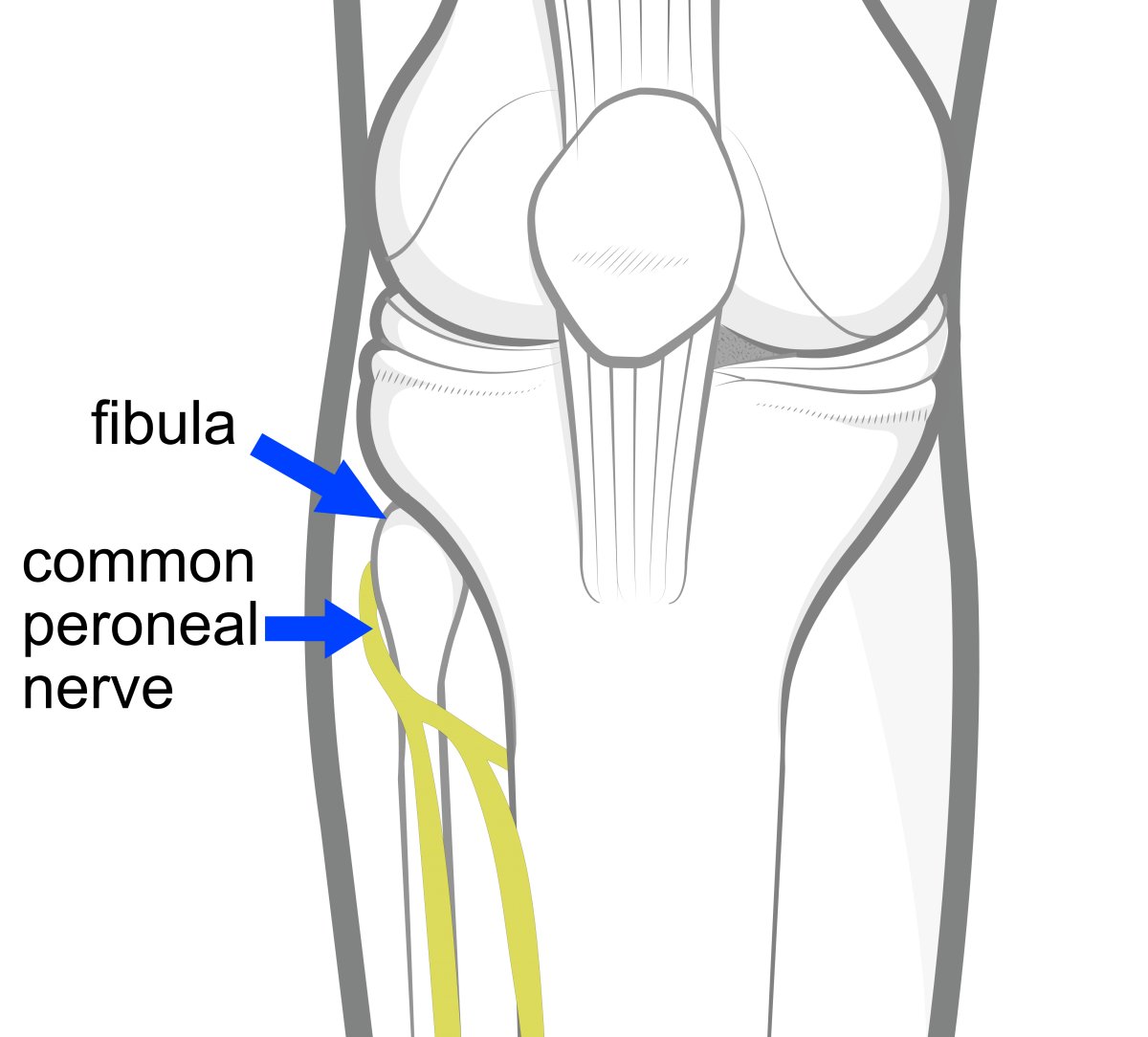 knee-anatomy-6
