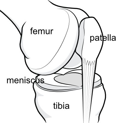 knee-anatomy_0