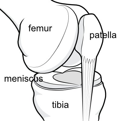 Illustration showing the position of the two menisci sandwiched between the lower end of the femur and the upper end of the tibia.