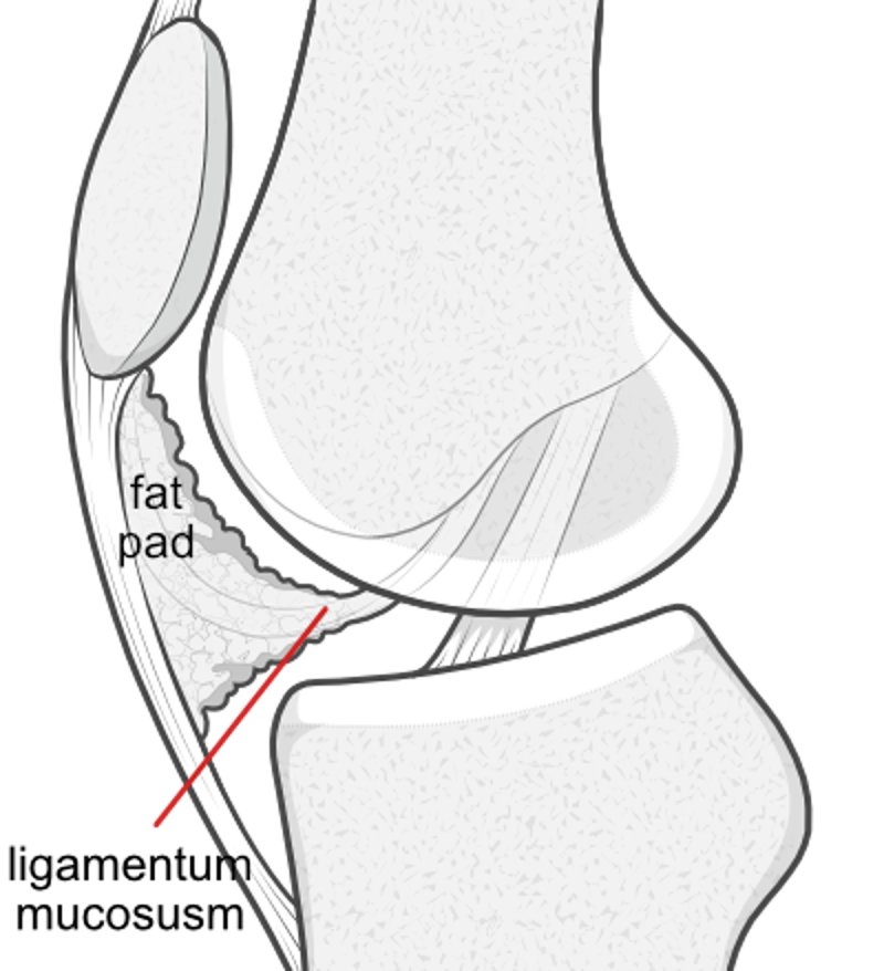 Illustration of the side view of the knee to show the position of the ligamentum mucosum