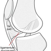 ligamentum-mucosum-lateral.png