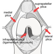 ligamentum-mucosum_0.png