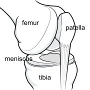 Illustration of the inside of the knee to show the position of the meniscus.