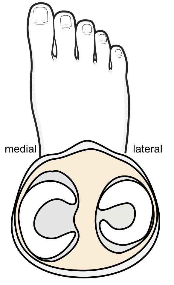 Illustration of the top of the tibia, with the two menisci in place.