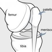 meniscus and bones of knee