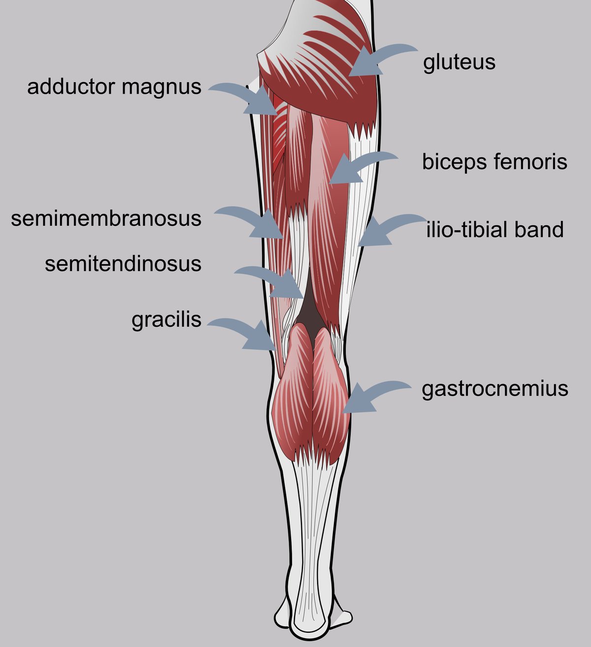 Illustration of the muscles at the back of the knee.