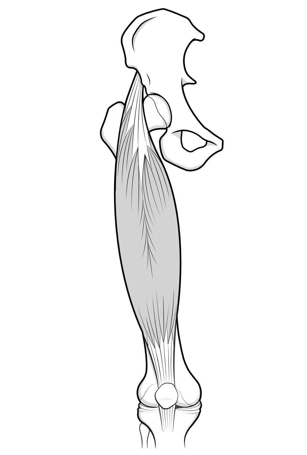 Illustration of the large quadriceps muscle group.