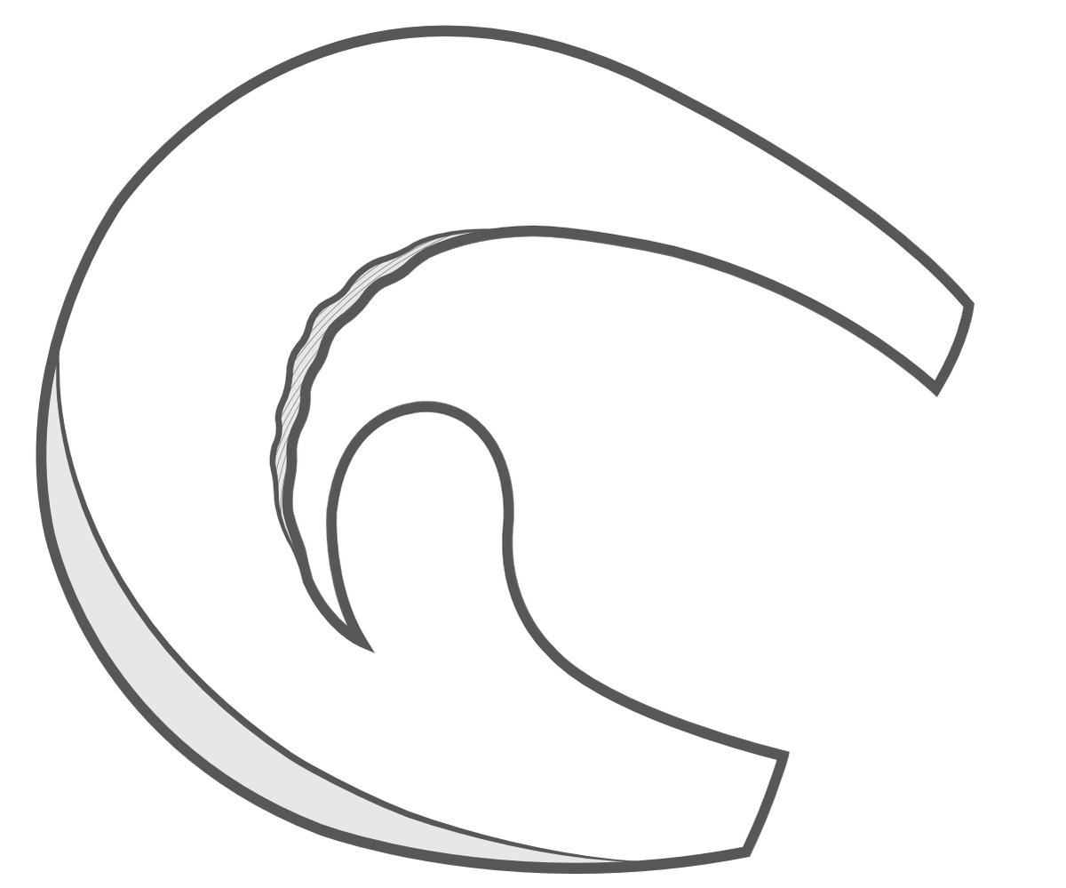 Illustration of a parrot-beak tear where the torn edge has become rounded over time.