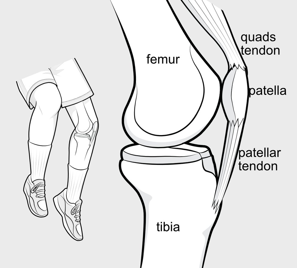 Illustration of a side view of the attachment of the patellar tendon, showing the situation of the patellar bone within the tendon.