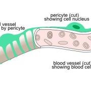 blood vessel with pericyte