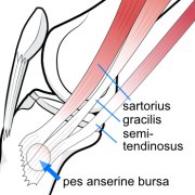 Illustration of the pes tendons on the medial side of the knee.