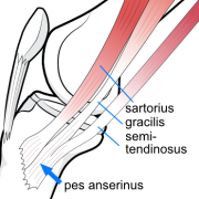 pes tendons