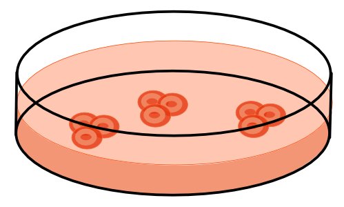 Illustration of a petri dish on which white blood cells have been layered, and are multiplying.