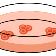 cells being cultured in a petri dish