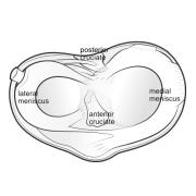 key structures of the tibial plateau