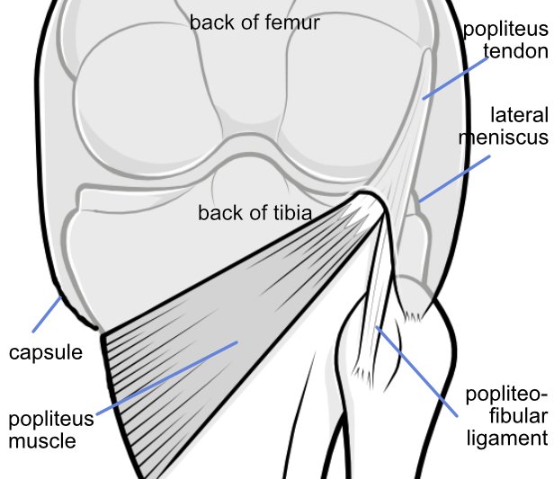 Illustration of the back of the knee, showing the relationship of the capsule to the popliteus tendon.