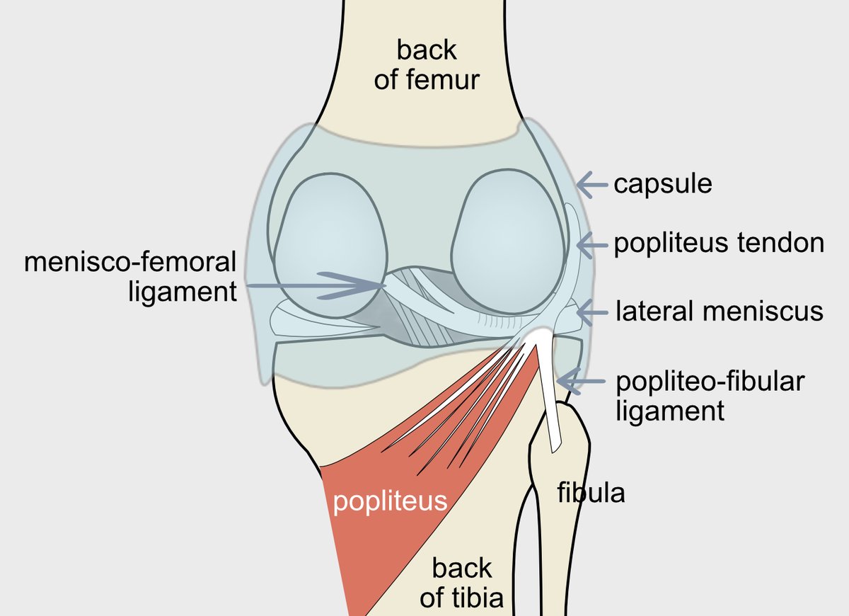 Illustration of back of knee to show how the meniscofemoral slits around the posterior cruciate ligament.