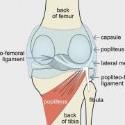 Popliteus muscle and popliteus tendon
