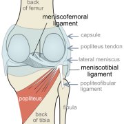 posterior-meniscal-ligaments.png