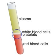 Illustration of a test tube containing centrifuged blood, showing the white blood cell layer in the middle.
