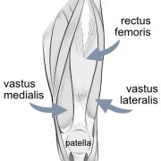 Illustration of the front of the thigh to show the rectus femoris muscle, the vastus medialis and the vastus lateralis, and how they have a common tendon at the lower end.