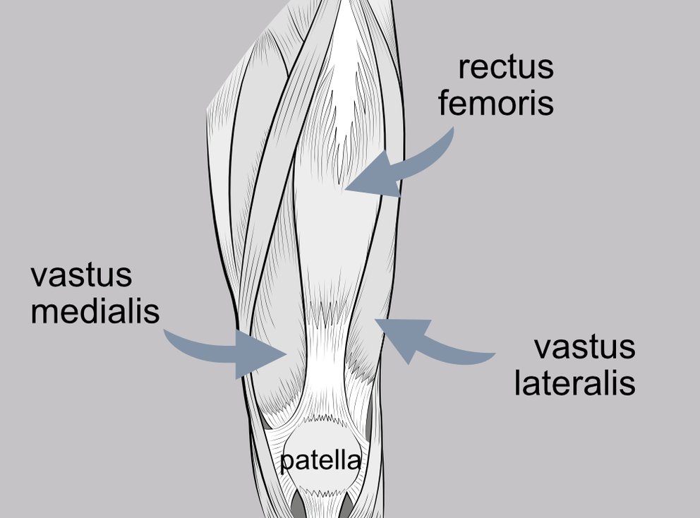 Illustration of the extensor mechanism of the knee, showing how the lower end of the quadriceps groups spays out into a retinaculum that supports the patella.
