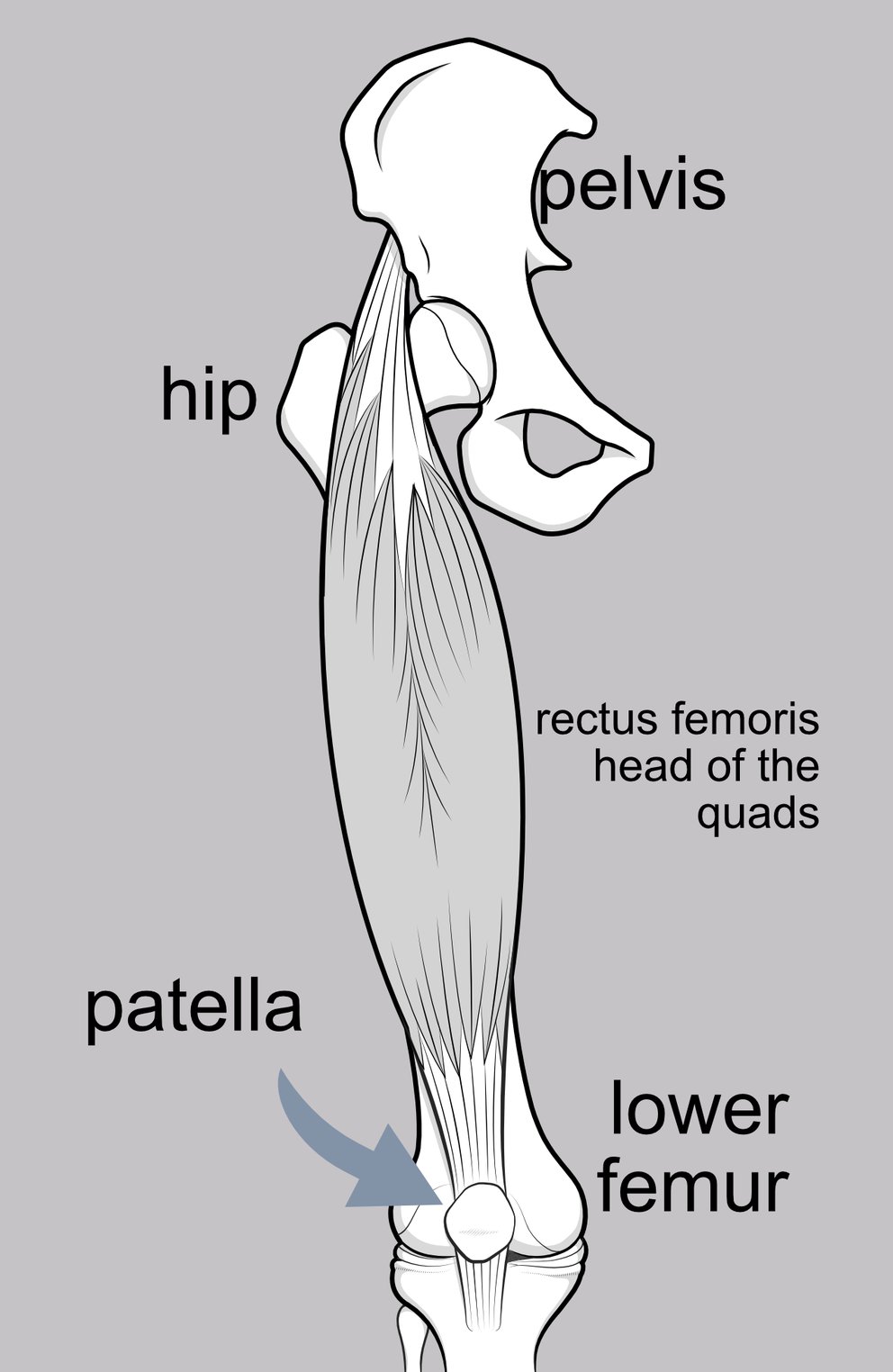 Illustration of the rectus femoris component of the quadriceps muscle group