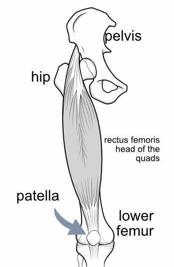 the extensor mechanism