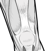 retinaculum supporting the patella