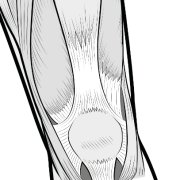 retinaculum-02.png